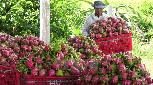 Dragon fruits for exports (Photo: VNA)