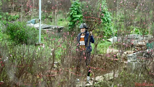Customers choose peach trees in Tay Ho district in Hanoi (Photo: NDO)