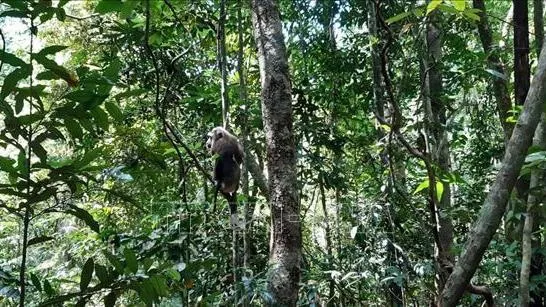 A northern pig-tailed macaque after being released into the wild (Photo: VNA)