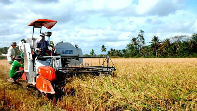 Farmers harvest rice in the Mekong Delta city of Can Tho. (Photo: NDO/Thanh Tam)