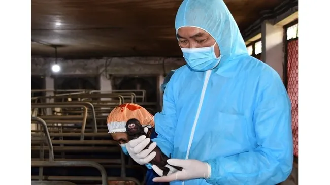 Vietnamese scientists have been successful in the cloning of swine from ear tissue somatic cells. (Photo: mard.gov.vn)