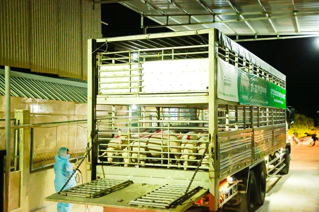 The transport process was strictly compliant with veterinary regulations as well as 
COVID-19 prevention protocols applicable for cross-border exportation