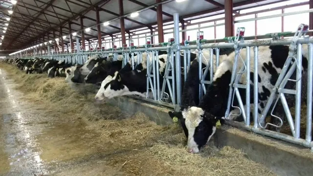 A dairy farm of TH Group in Volokolamsk Town of Russia. (Photo: danviet.vn)