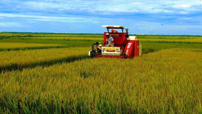 Farmers in Quang Binh harvest winter-spring rice