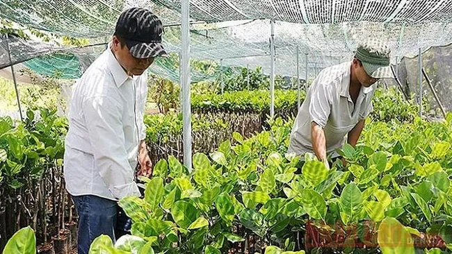 A seedling production model helps to create stable income for locals in Cho Lach District, Ben Tre Province. (Photo: NDO/Phuc Nhan)