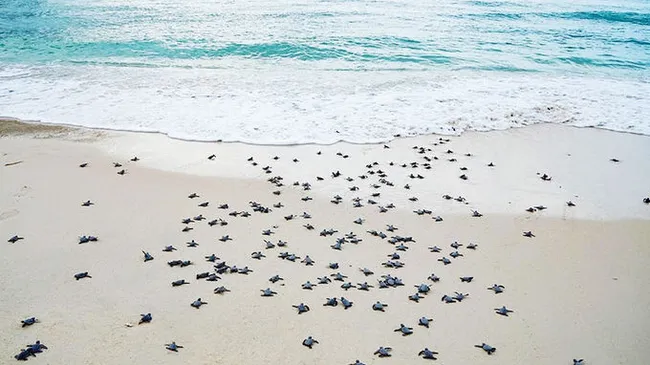 Sea turtles crawling back to the sea. (Photo: NDO)