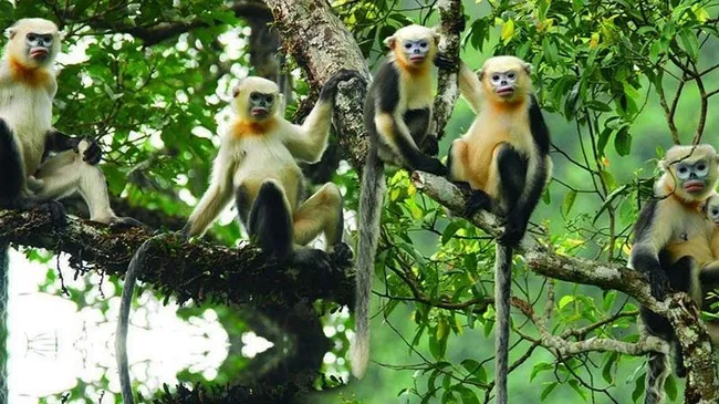 Tonkin snub-nosed monkey (Rhinopithecus avunculus) in Khau Ca area (Photo: Le Khac Quyet)