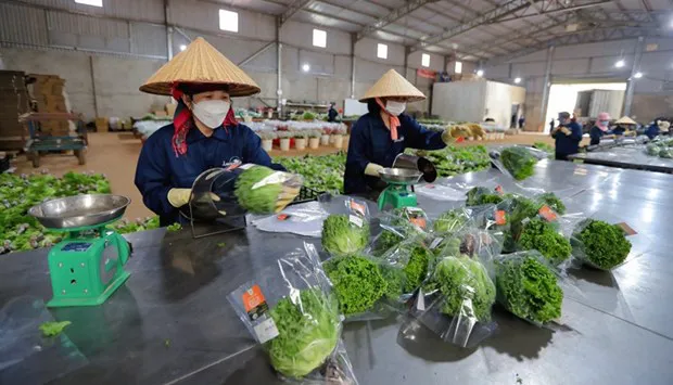 Workers at Langbiang Farm in Da Lat city . (Photo: baolamdong.vn)