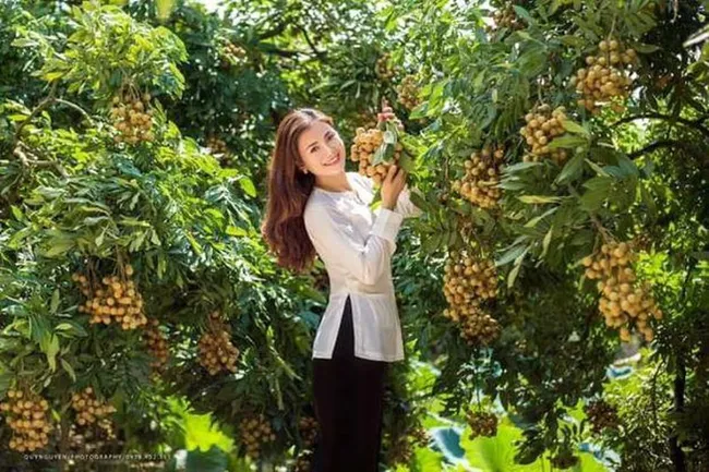 Hung Yen longan