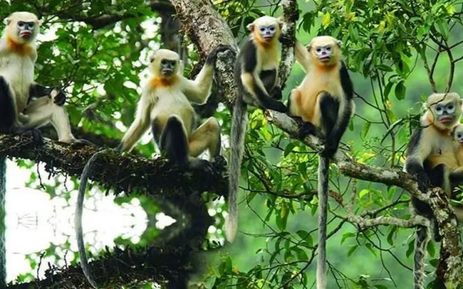 Rare snub-nosed monkey (Photo: VNA)