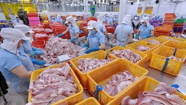 A tra fishing processing factory of the Navico company (Photo: VNA)