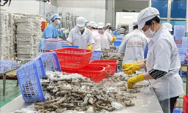 Processing shrimps for export (Photo: VNA)