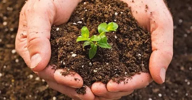 Fertilizer products of Ca Mau Petroleum Fertilizer Joint Stock Company are prioritized to serve the domestic market. (Photo: VNA)