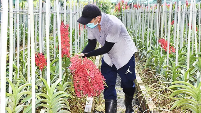 The hi-tech orchid farming model of the Huyen Thoai (Legend) Orchid Cooperative in Ho Chi Minh City (Photo: Thanh Nam - Quang Son)