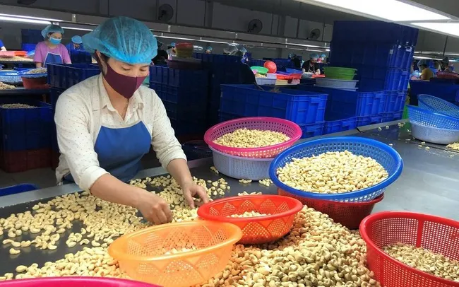 Workers conduct preliminary processing of cashew kernels at a cashew nut processing enterprise in the southern province of Binh Phuoc.