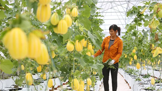 Hanoi focuses on short-term vocational training for agricultural workers (Illustrative image)