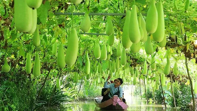 Rural tourism has not only helped farmers to improve their income but also developed the agricultural sector in Dong Thap province.