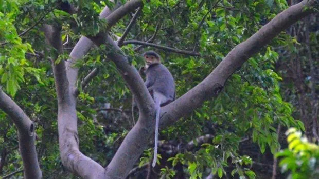 An individual grey-shanked douc langur (Pygathrix cinerea), one of the world’s 25 Critically Endangered primates, is found living in a forest of Quang Nam Province. (Photo courtesy of Ai Tam)