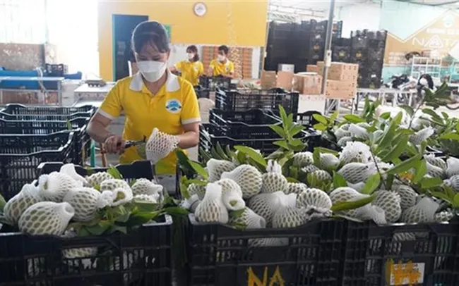 Many participating Egyptian companies show interest in various Vietnamese products, mostly those of the agriculture, fishery and cosmeceutical industries.