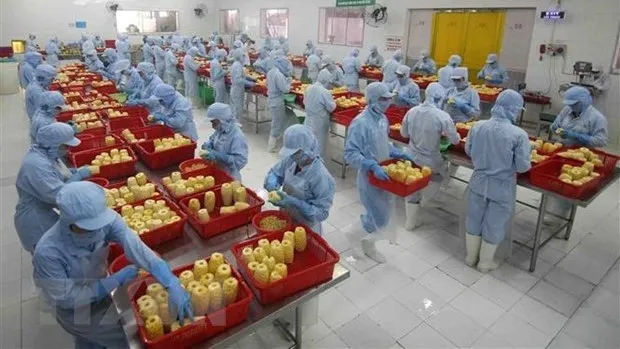 Workers process pineapple for export at the factory of the An Giang Agriculture and Food Import - Export Company. (Photo: VNA)