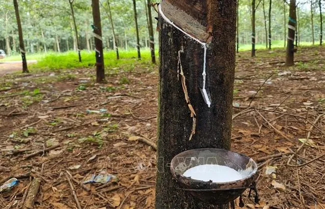 Rubber plantation for export in Quang Son commune, Dak G’long district, Dak Nong Province. (Photo: VNA)