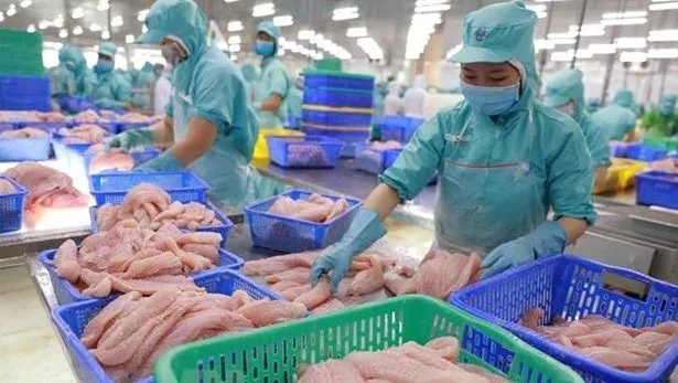 Workers process tra fish for export. Fishery products are among Vietnam's key exports to the EU. (Photo: VNA)