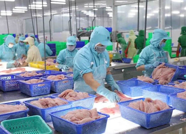 Workers process tra fish at Sao Mai Corp's factory in An Giang Province. Tra fish export to the UK increased six-fold. (Photo:VNA)