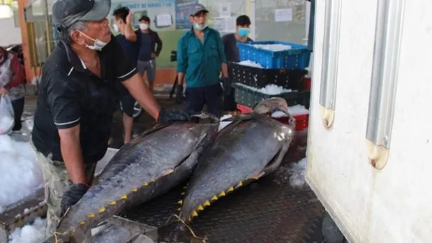 Tuna export turnover in June reached 90 million USD, a year-on-year rise of 41%. (Photo: VNA)