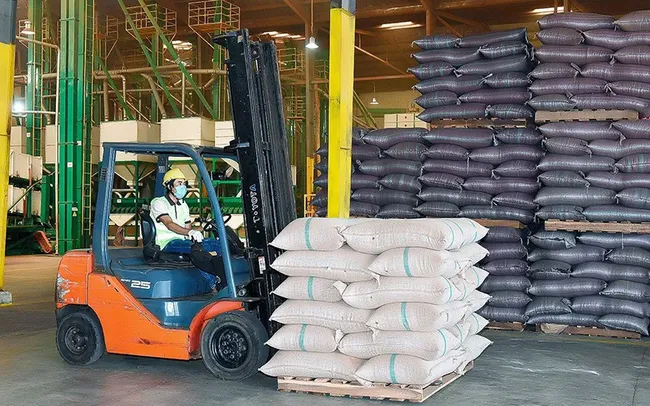 Coffee of Vinh Hiep Co., Ltd. (Gia Lai Province) meets export standards to the European market.