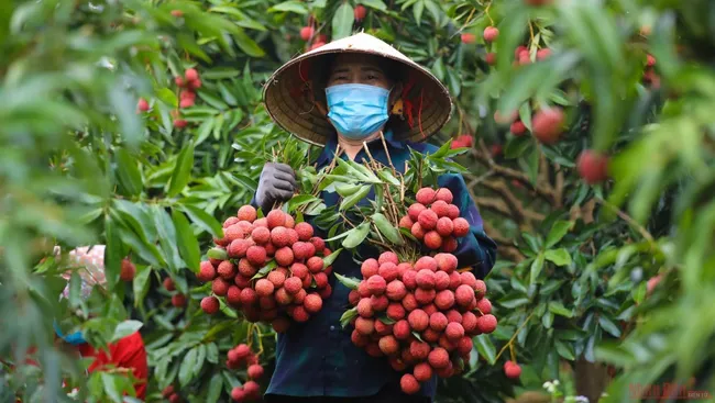 A farmer harvests lychees in Bac Giang Province.