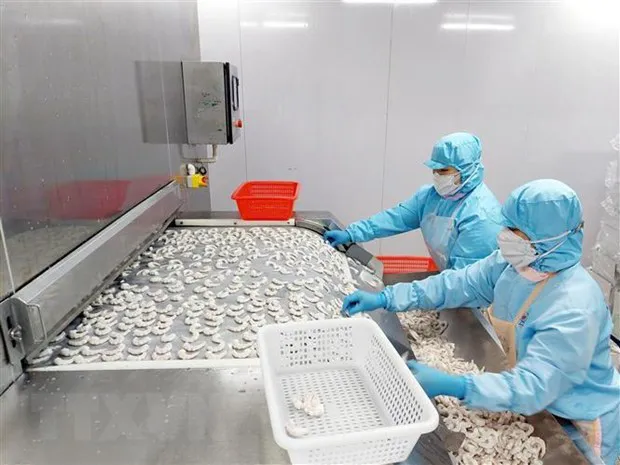 Shrimp processing for export (Photo: VNA)