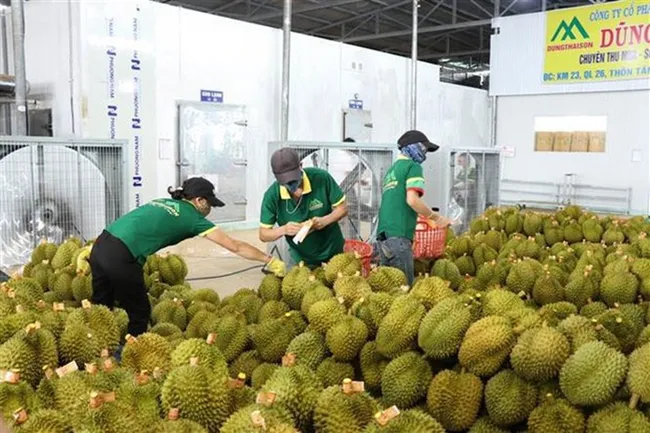 Durians are gathered to export to China. (Photo:VNA)