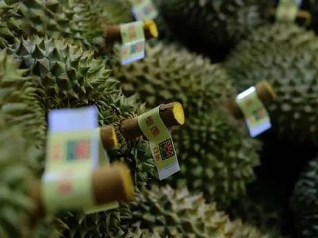 Lam Dong durian exported to China (Photo: VNA)
