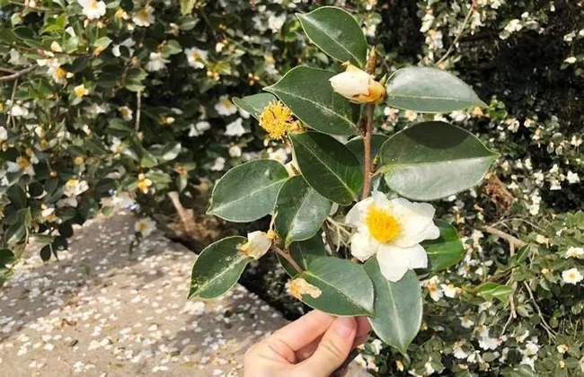 The opening scene of 2022 Binh Lieu Flower Festival.