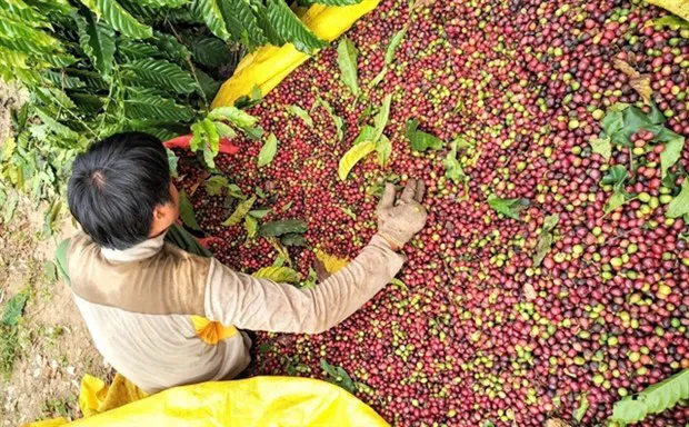 A farmer harvests coffee cherries in Kon Tum province. (Photo: VNA)
