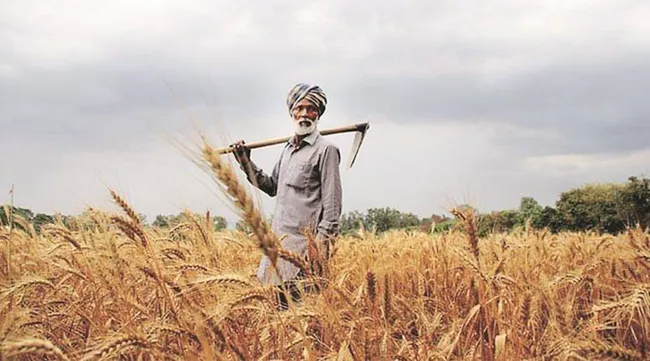 Indian agricultural production estimated at record high