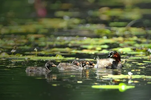 With high biodiversity, wetlands in Vietnam have played an important role in the agriculture-based economy as well as socio-economic activities. (Photo: VNA)