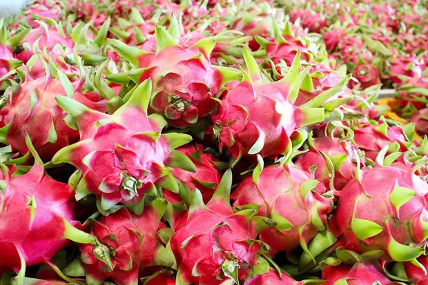 Export turnover of Vietnam ese dragon fruit is expected to top 1 billion USD in 2023./.