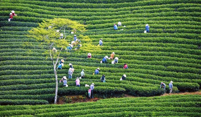 Harvesting tea at Cau Dat Tea Hill, Da Lat City. (Photo: Mai Van Bao)