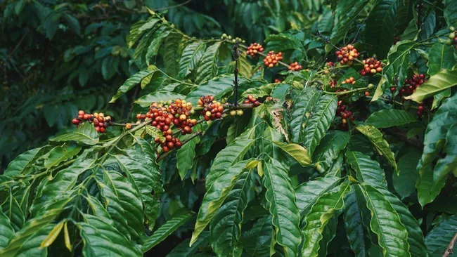 Vietnam is the second largest coffee exporter in the world. (Photo: Booking.com)