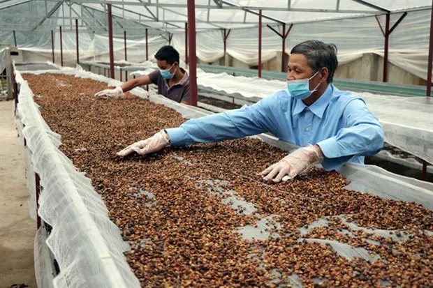 Farmers dry coffee beans at a cooperative in Son La province.(Photo: VNA)