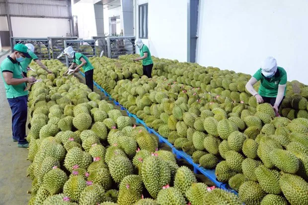 Vietnam’s durian exports are expected to see a boom in the time ahead. (Photo: VNA)