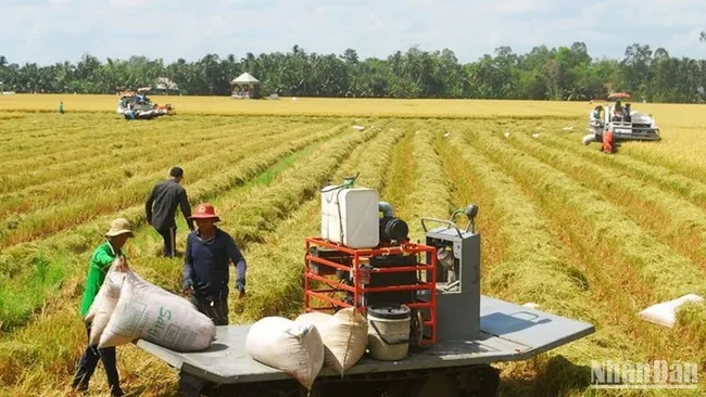 Farmers harvesting winter-spring rice in Phu Nhuan commune, Cai Lay district, Tien Giang province (Photo: Nguyen Su)