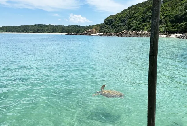 At noon on August 21, a sea turtle weighing about 20kg rose to the surface on Co To Island.