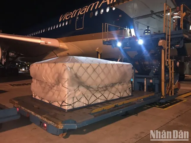 Fresh lychee to be carried by a Vietnam Airlines aircraft.