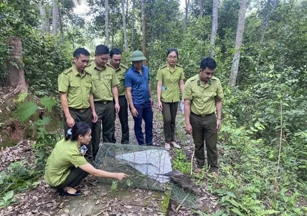 An Asiatic brush-tailed porcupine is returned to forest. (Photo: VNA)