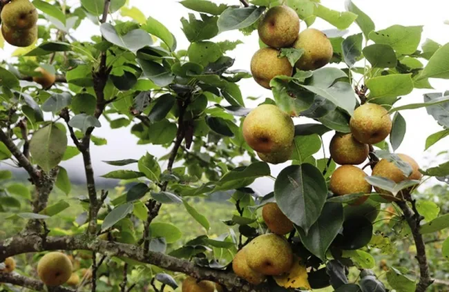 A festival of picking ripe pears to be held at Nam Pung commune, Lao Cai, on June 28. (Photo: Quoc Hong)