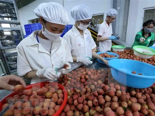 Litchi processing for export (Photo: VNA)