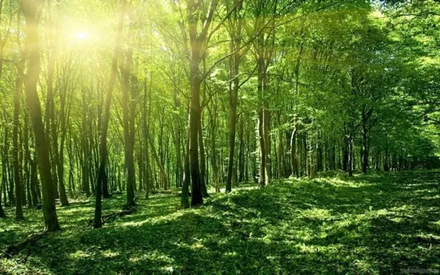 The area of downgraded natural forests restored and upgraded is set at 10% by 2025, and 20% by 2030. (Photo: baochinhphu.vn)