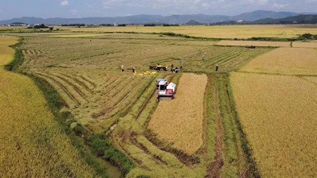 A paddy field in Phu Yen province (Photo: VNA)